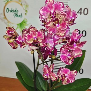Phalaenopsis  big bang mio
